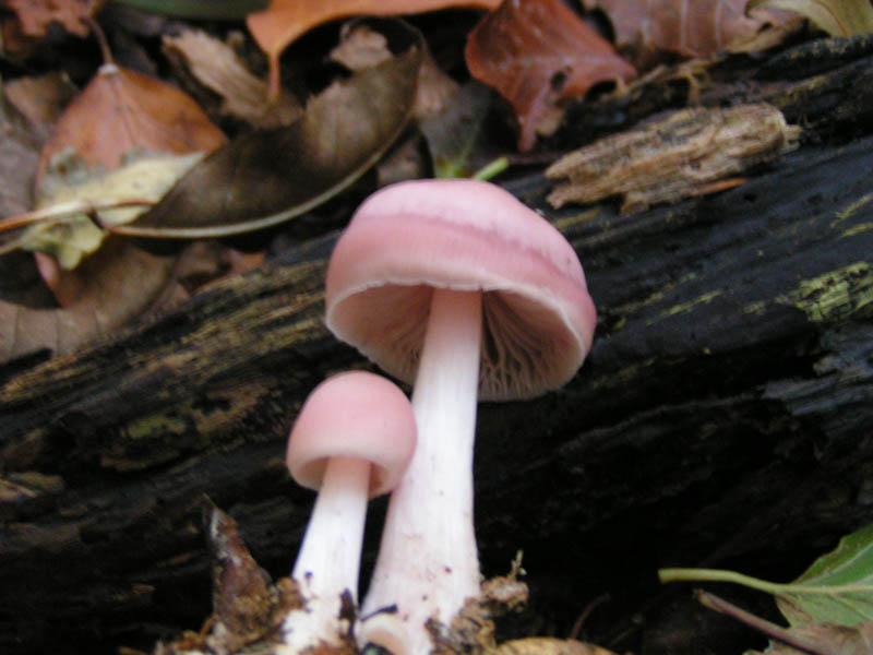 Mycena pura Mycena pura